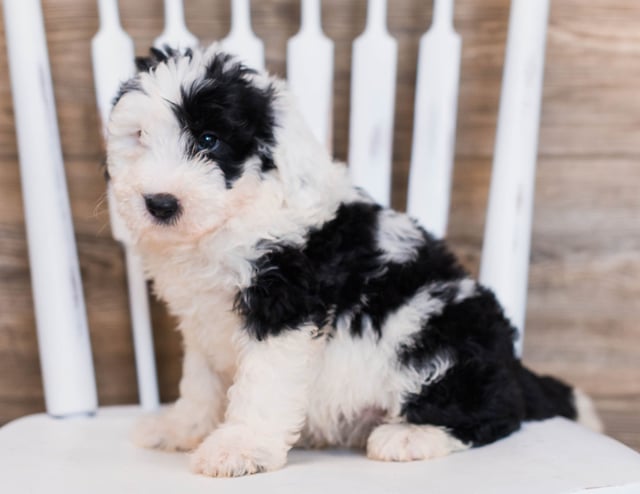 Carly is an F1 Sheepadoodle that should have  and is currently living in Connecticut 