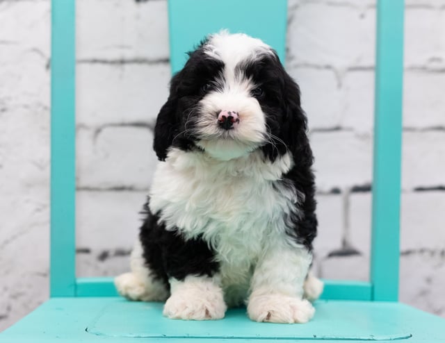 Silas is an F1 Sheepadoodle.