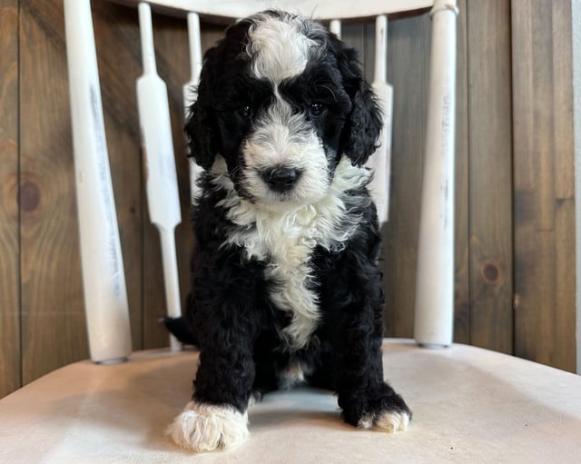 A picture of a Colin, one of our Mini Sheepadoodles puppies that went to their home in Iowa