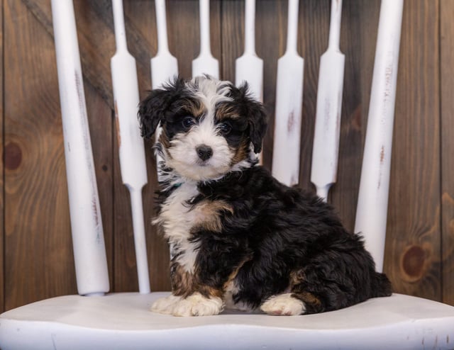 Indy is an F1 Bernedoodle that should have  and is currently living in California