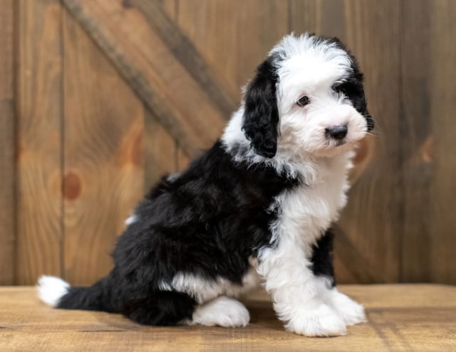 A picture of a Omer, one of our Mini Sheepadoodles puppies that went to their home in Minnesota