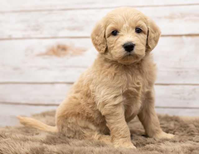 Gorgeous Mini Goldendoodles available for sale!