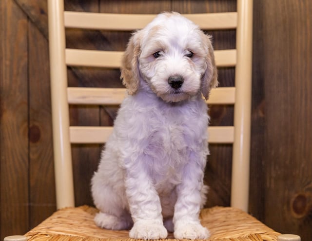 Veer is an F1B Sheepadoodle that should have  and is currently living in Missouri