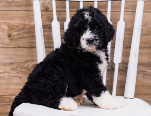 A picture of a Scotty, one of our Standard Bernedoodles puppies that went to their home in Illinois