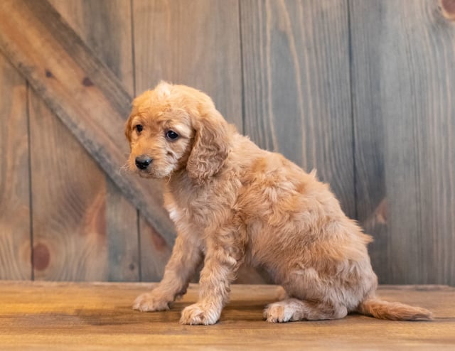 Helgo came from Helgo and Scout's litter of F1B Goldendoodles