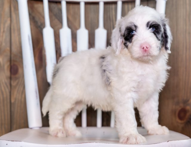 A picture of a Noah, one of our Standard Sheepadoodles puppies that went to their home in Michigan