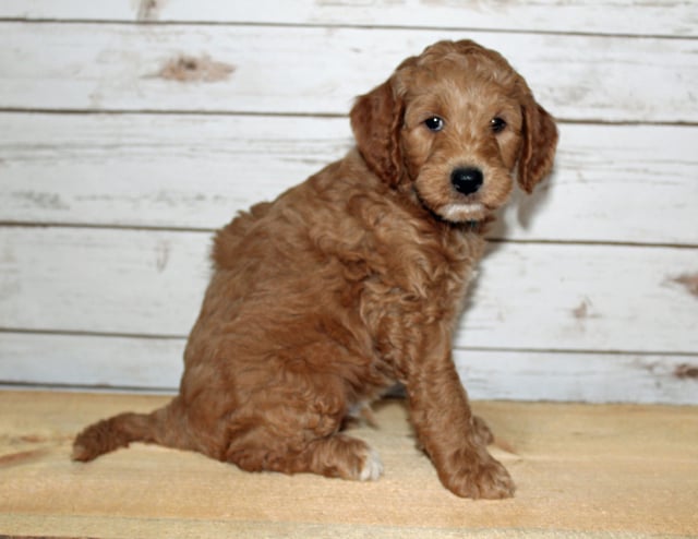 X-ray is an F2B Goldendoodle that should have  and is currently living in Minnesota