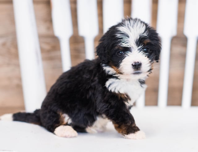 A picture of a Warso, one of our Mini Bernedoodles puppies that went to their home in California