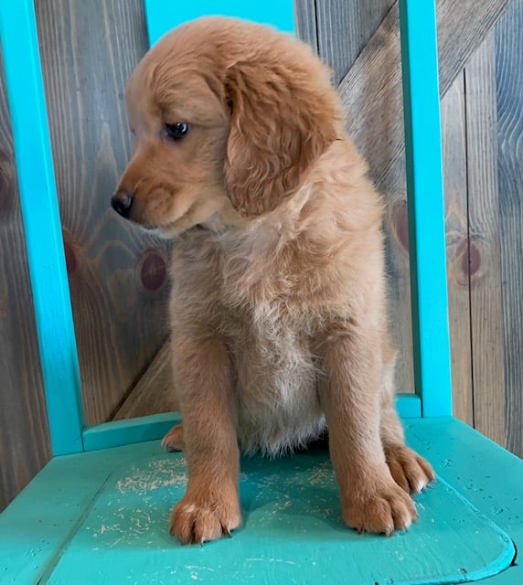 Fay is an F1 Goldendoodle that should have  and is currently living in Iowa