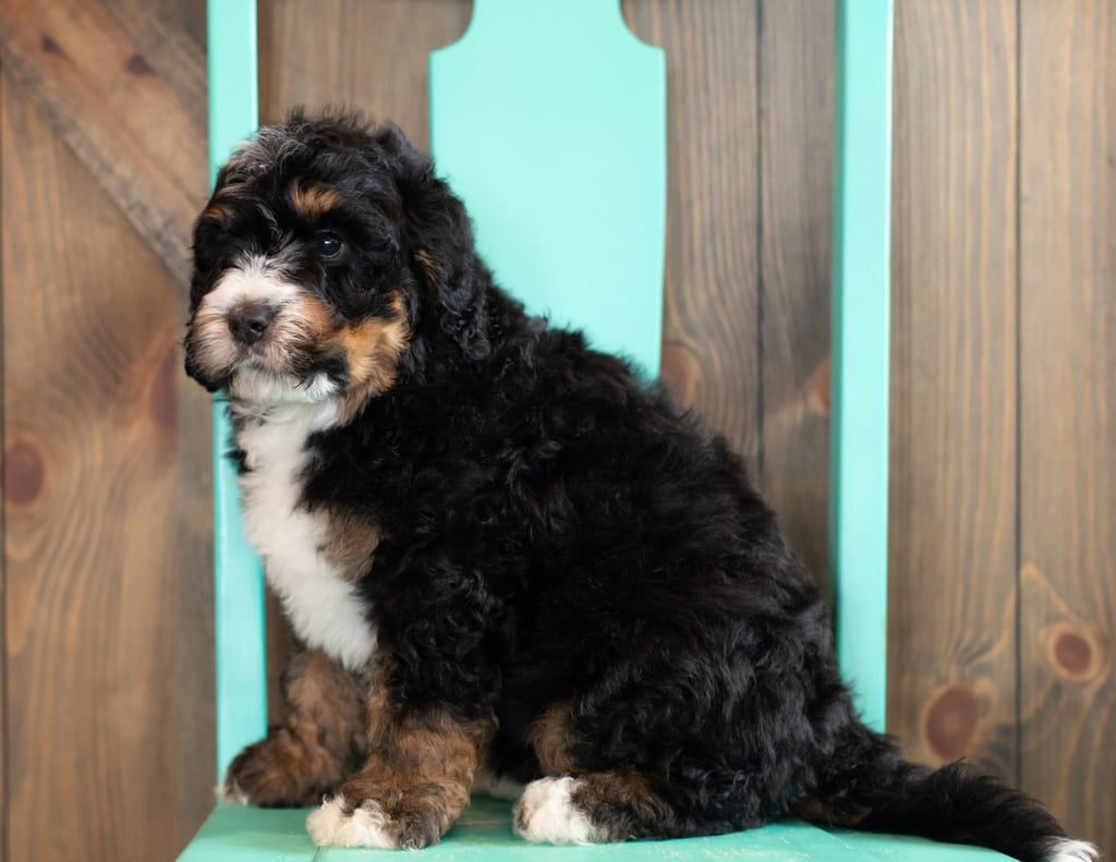 Al is an F1 Bernedoodle that should have  and is currently living in Nebraska
