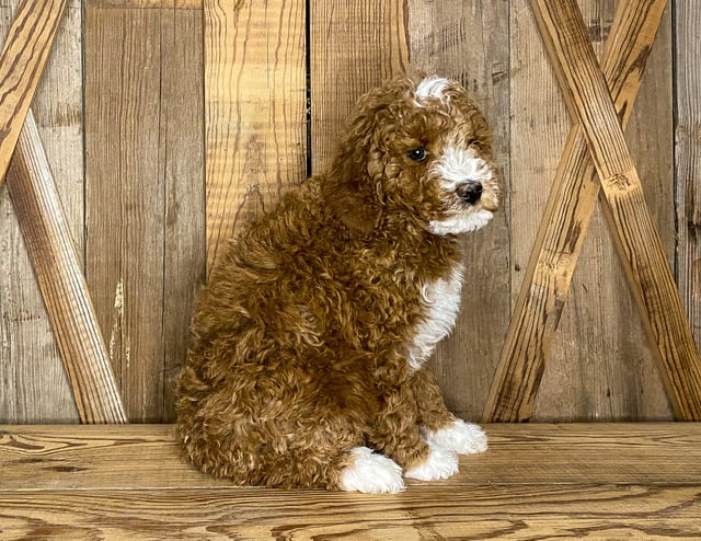 A picture of a Jill, one of our Mini Goldendoodles puppies that went to their home in Iowa