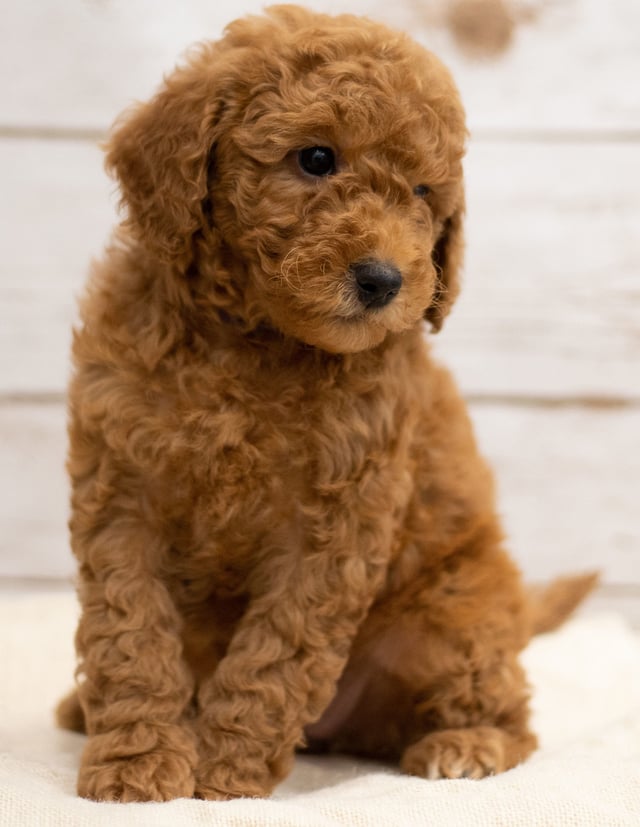 A picture of a Katie, one of our Mini Goldendoodles puppies that went to their home in Illinois