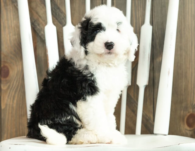 Jagger is an F1 Sheepadoodle that should have  and is currently living in Massachusetts 