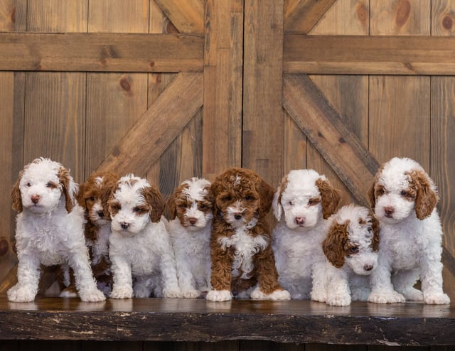 A litter of Mini Goldendoodles raised in Iowa by Poodles 2 Doodles