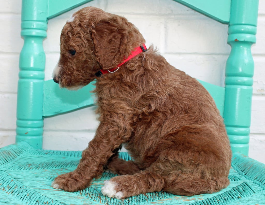 Mac came from Hadley and Scout's litter of F1BB Irish Doodles