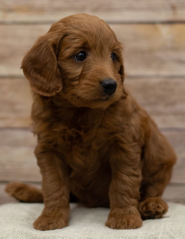 Hope is an F1 Goldendoodle that should have dark red, wavy, non shedding hypoallergenic coats and is currently living in Nebraska