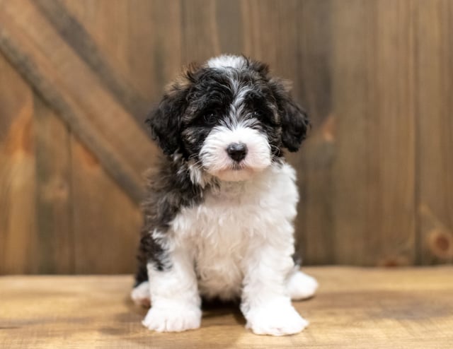 A picture of a Orsa, one of our Mini Sheepadoodles puppies that went to their home in Pennsylvania