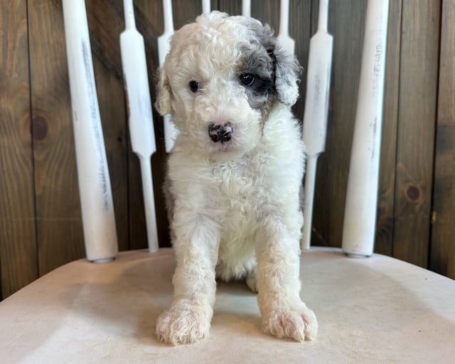 Carli is an F2B Sheepadoodle that should have  and is currently living in Illinois