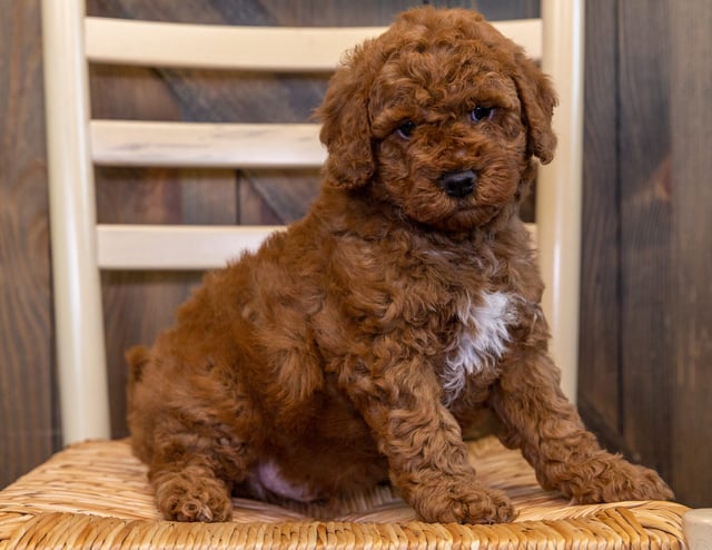 A picture of a Zelda, one of our Mini Goldendoodles puppies that went to their home in Wisconsin