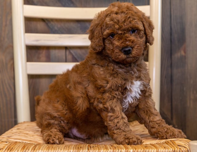 This litter of Goldendoodles are of the F1B generation.