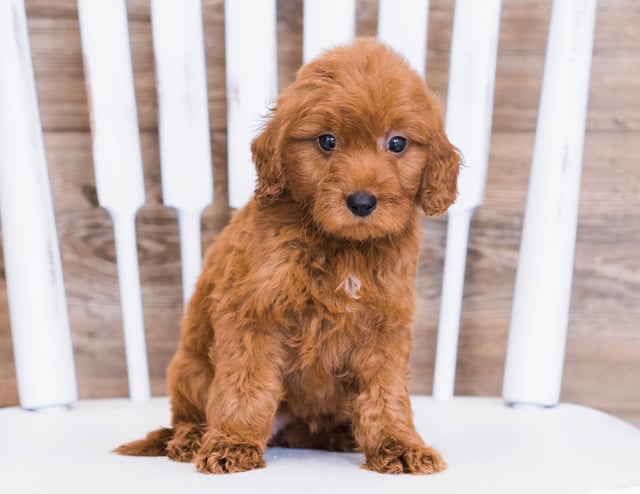 A picture of a Ringo, one of our Mini Goldendoodles puppies that went to their home in New Jersey