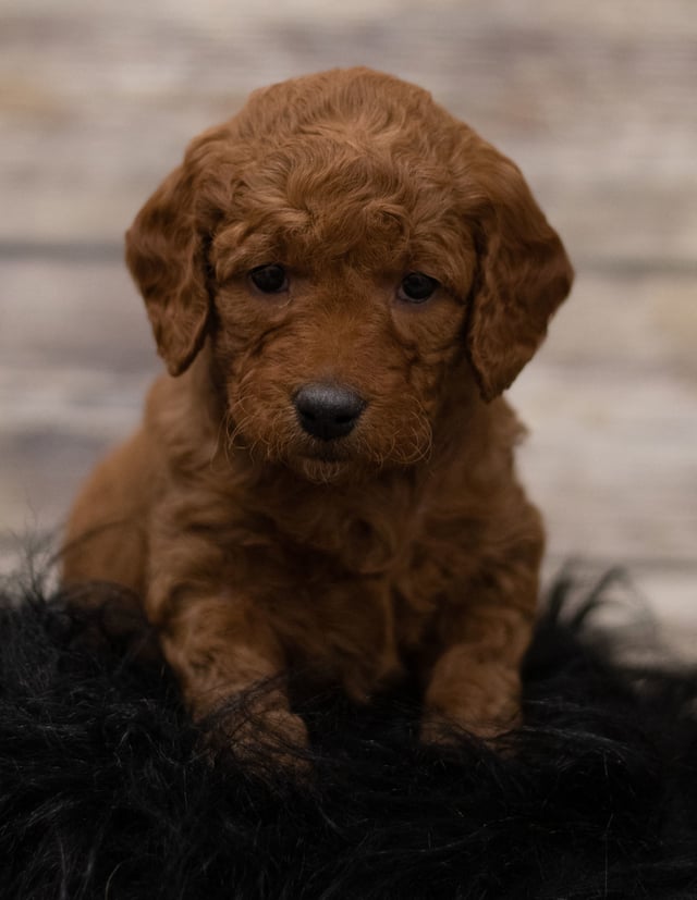 Another great picture of Hula, a Goldendoodles puppy