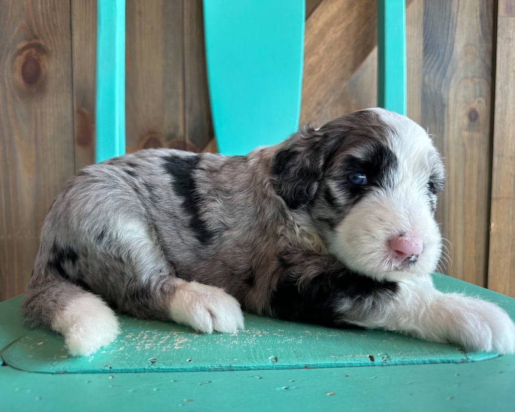 A picture of a Kathy, one of our Standard Sheepadoodles puppies that went to their home in Iowa 