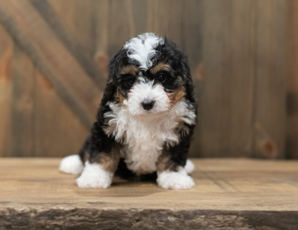 Scotty came from Scotty and Stanley's litter of F1 Bernedoodles