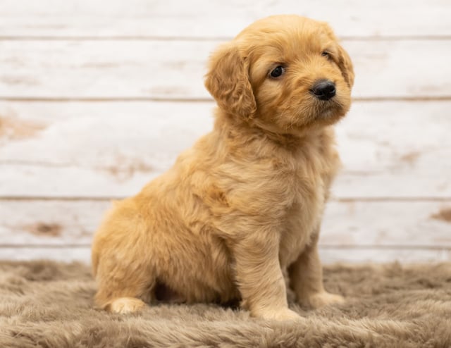 A litter of Mini Goldendoodles raised in Iowa by Poodles 2 Doodles