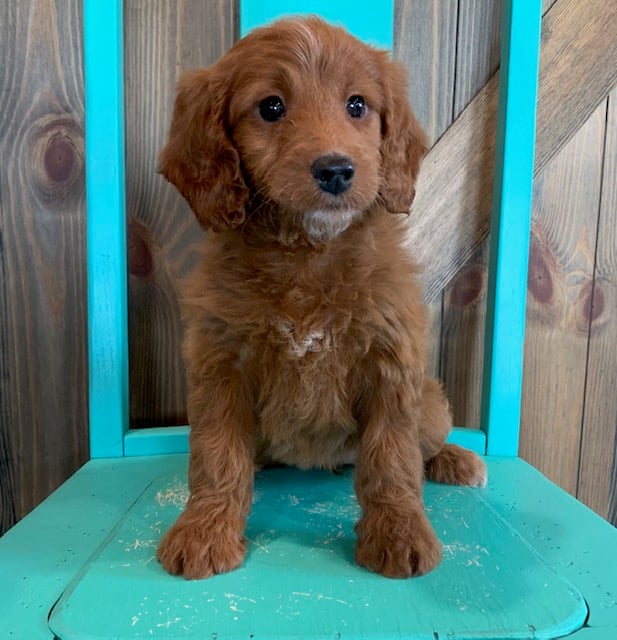 A picture of a Nyree, one of our Mini Irish Doodles puppies that went to their home in Nebraska