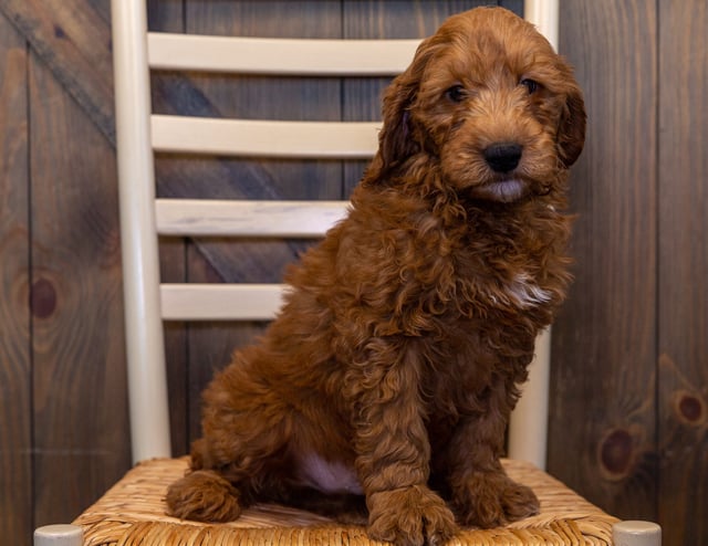 A picture of a Hermes, one of our Mini Goldendoodles puppies that went to their home in Iowa