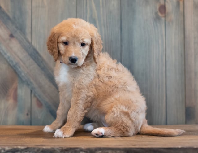 Another pic of our recent Goldendoodle litter