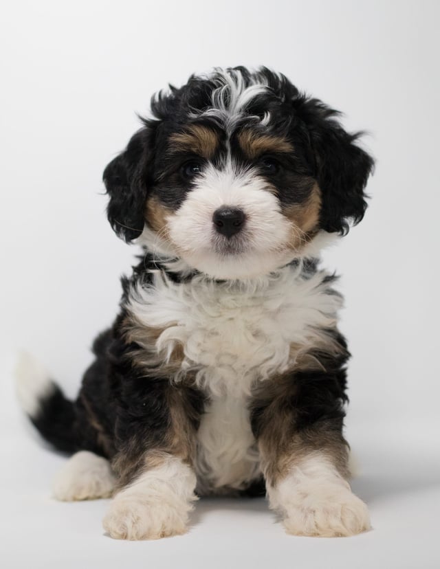 A picture of a Fraya, a gorgeous Mini Bernedoodles for sale