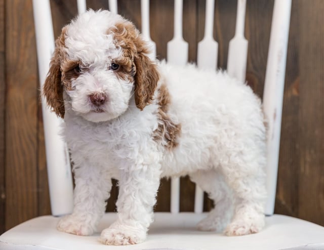 Brock is an F1B Goldendoodle that should have  and is currently living in Florida