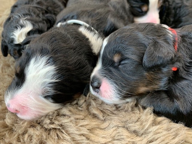 This litter of Bernedoodles are of the F1 generation.