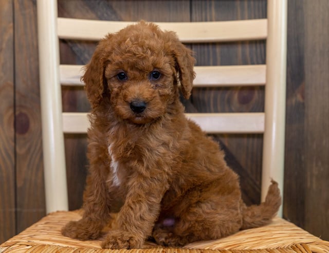 Omar came from LuLu and Milo's litter of F1B Goldendoodles