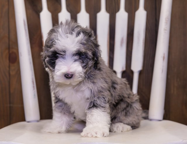 Patches is an F1B Sheepadoodle that should have  and is currently living in New York
