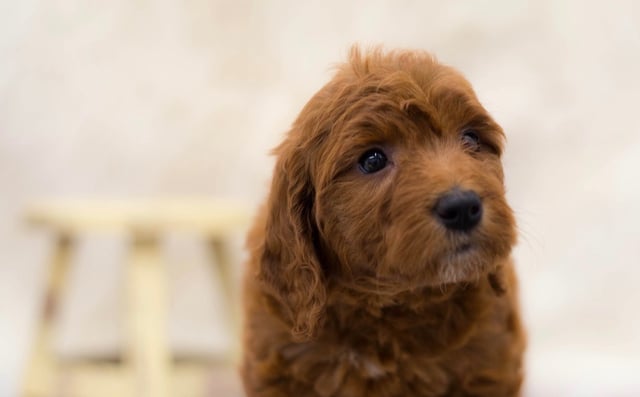 A picture of a Sela, a gorgeous Mini Goldendoodles for sale