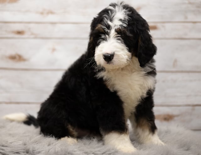 Indi is an F1 Bernedoodle that should have  and is currently living in Nebraska