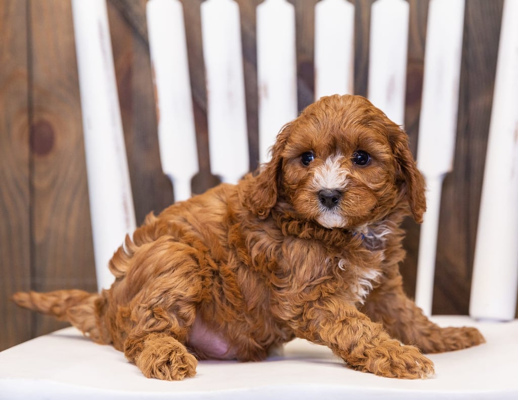 A picture of a Nathan, one of our  Cavapoos puppies that went to their home in South Dakota