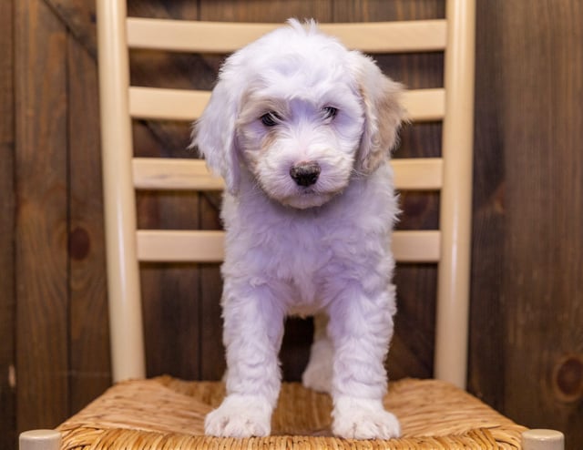 Sheepadoodles bred in in Iowa by Poodles 2 Doodles