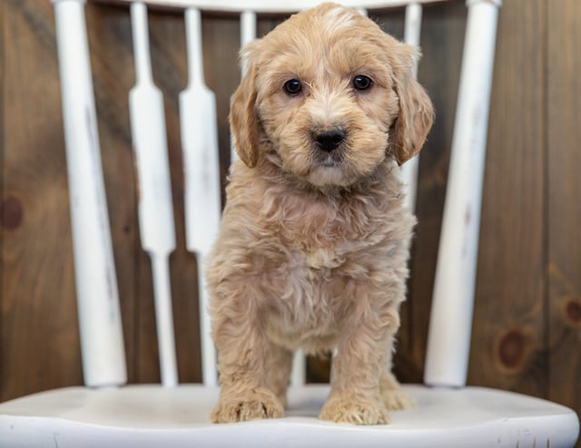 A picture of a Buzz, a gorgeous Mini Goldendoodles for sale