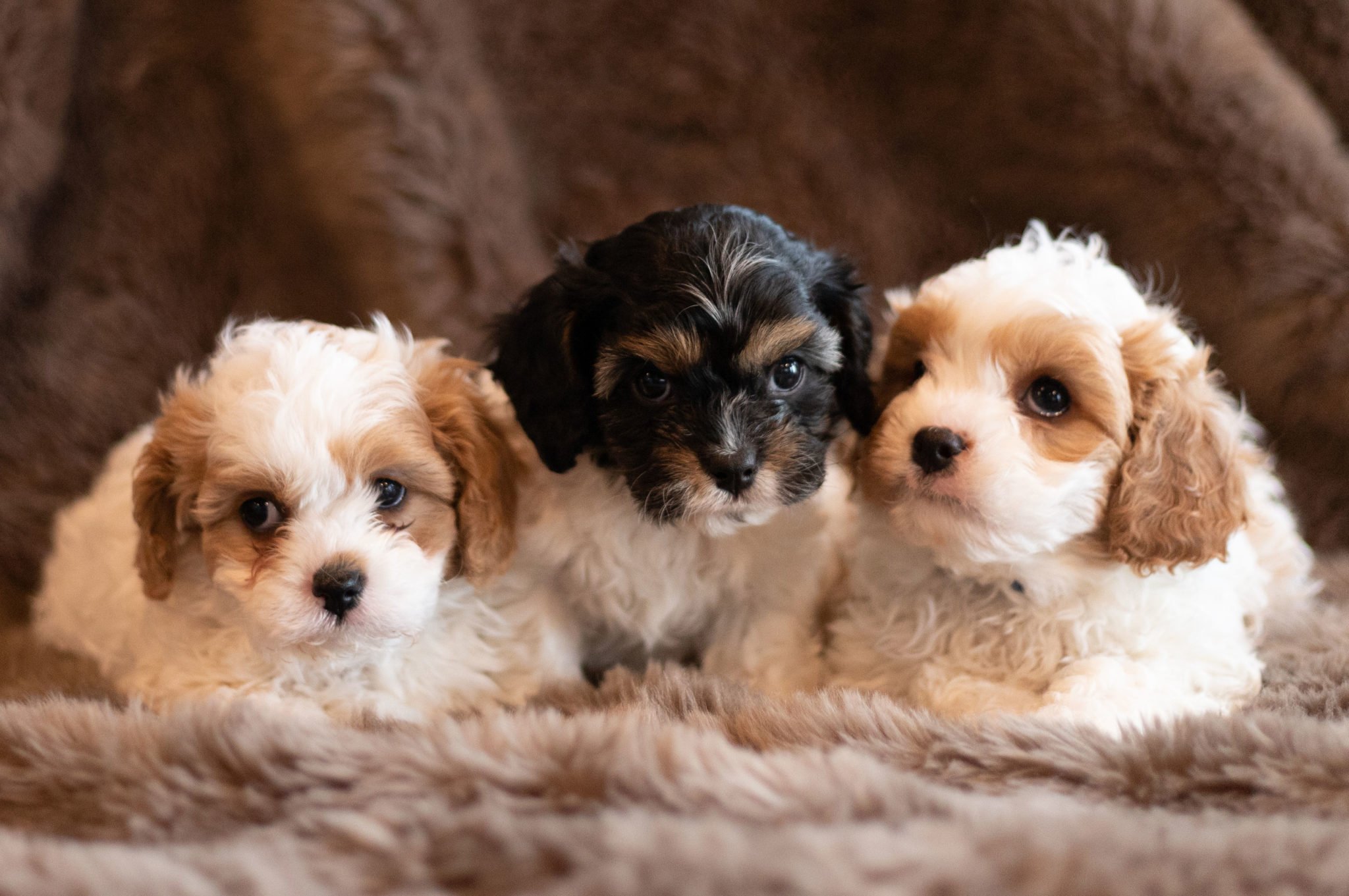 A litter of  Cavapoos raised in Iowa by Poodles 2 Doodles