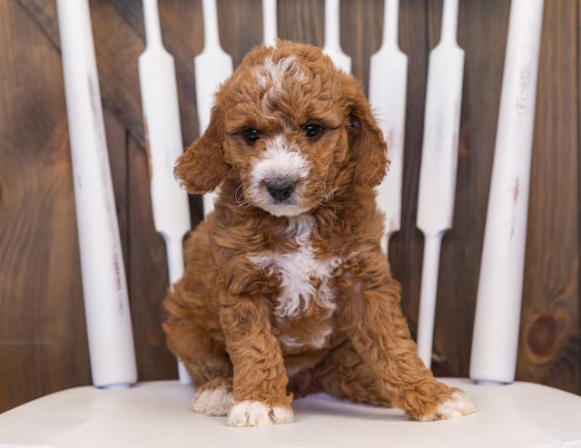 Compare and contrast Goldendoodles with other doodle types on our breed comparison page