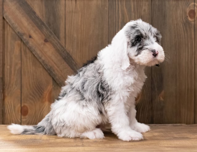 Zipper is an F1 Sheepadoodle that should have  and is currently living in Arkansas