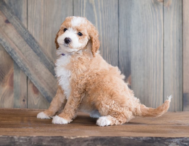 A picture of a Bali, one of our Mini Goldendoodles puppies that went to their home in Illinois