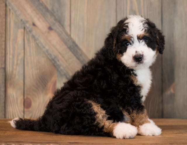 Chance came from Sasha and Stanley's litter of F1 Bernedoodles