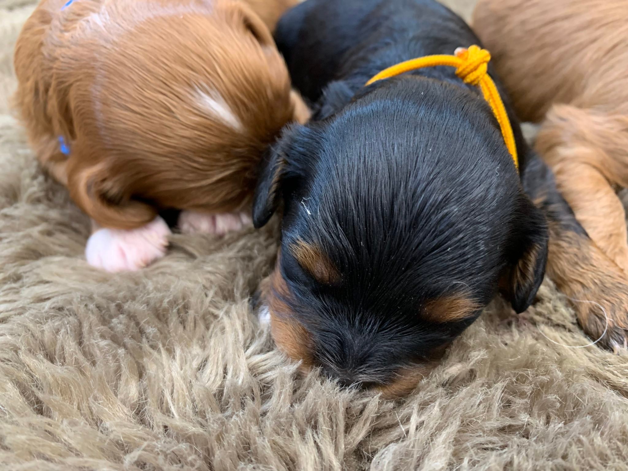 A litter of Petite Cavapoos raised in Iowa by Poodles 2 Doodles