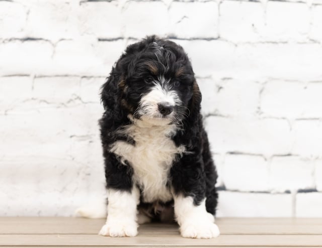 Xam came from Kiaya and Bentley's litter of F1 Bernedoodles