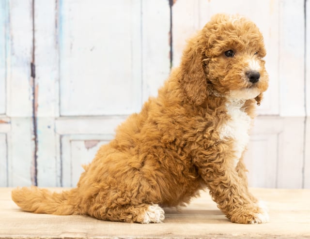 Vex came from Candice and Teddy's litter of F1BB Goldendoodles